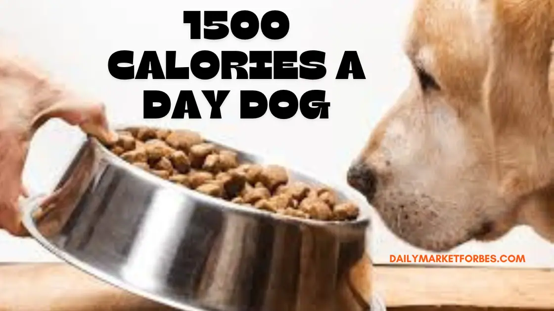 1500 Calories a Day Dog